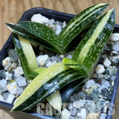 SH36622 Gasteria maculata f. variegata