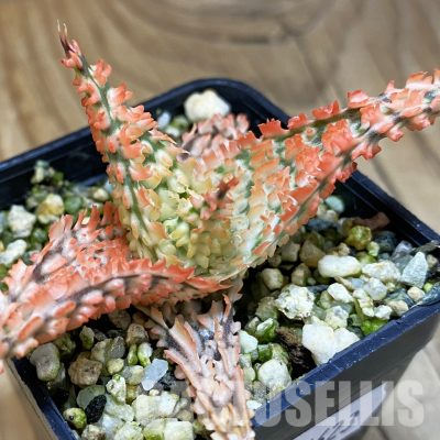 SH36623 Aloe TCT hybrid