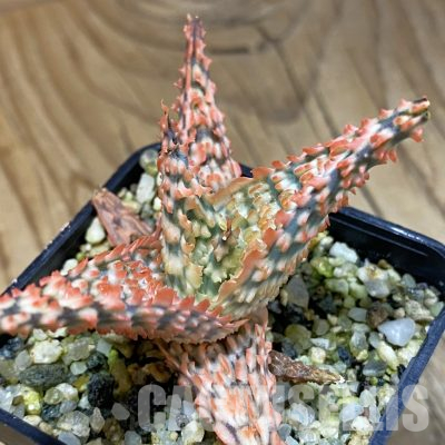SH36624 Aloe TCT hybrid
