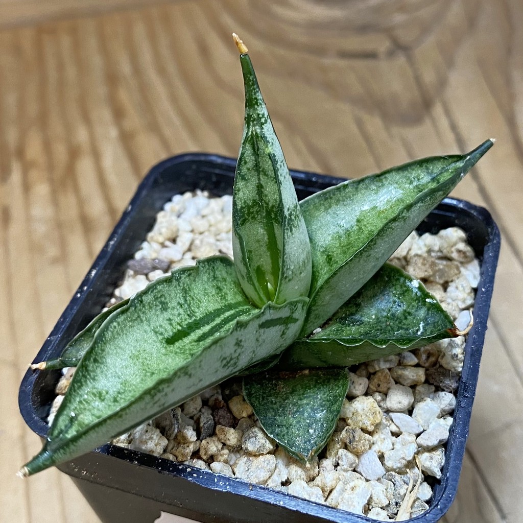SH36626 Sansevieria ‘Fatman’