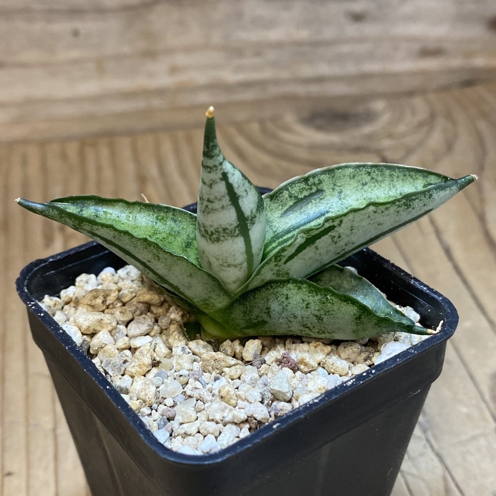 SH36626 Sansevieria ‘Fatman’ – Bild 2