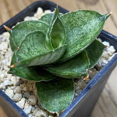 SH36627 Sansevieria 'Pagoda'