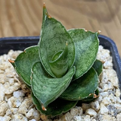 SH36628 Sansevieria 'Pagoda'