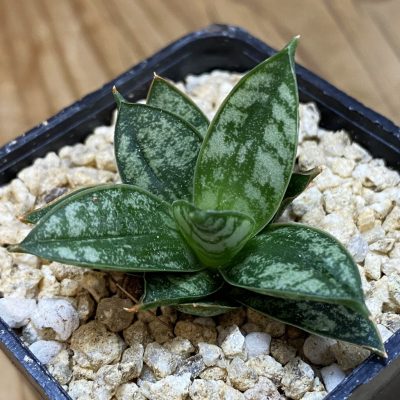 SH36629 Sansevieria 'Margarita'