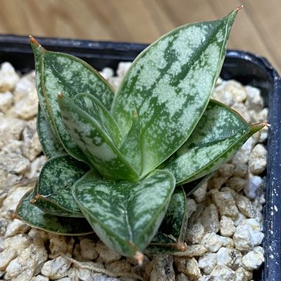 SH36630 Sansevieria 'Margarita'