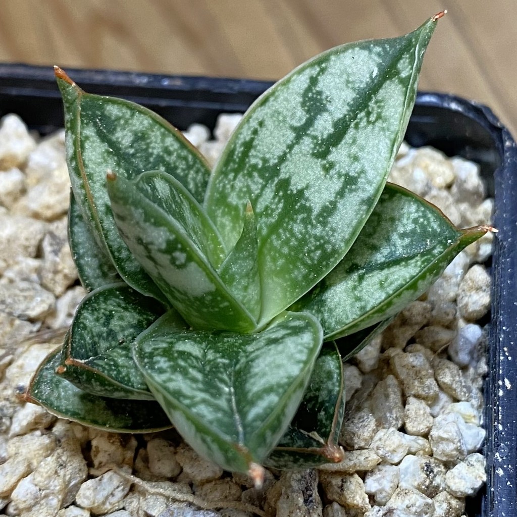 SH36630 Sansevieria 'Margarita'