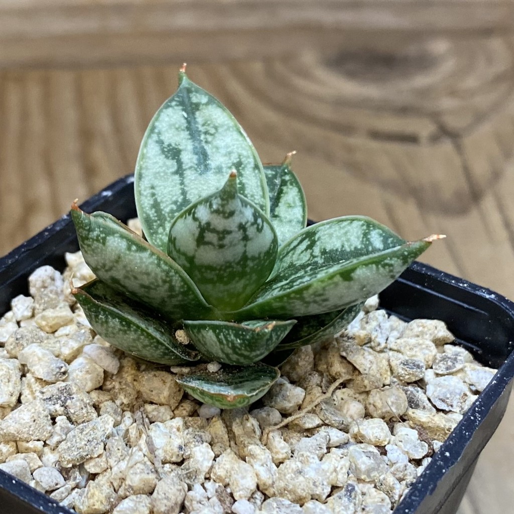 SH36630 Sansevieria 'Margarita' - Image 2