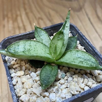 SH36631 Sansevieria 'Silver Crown'