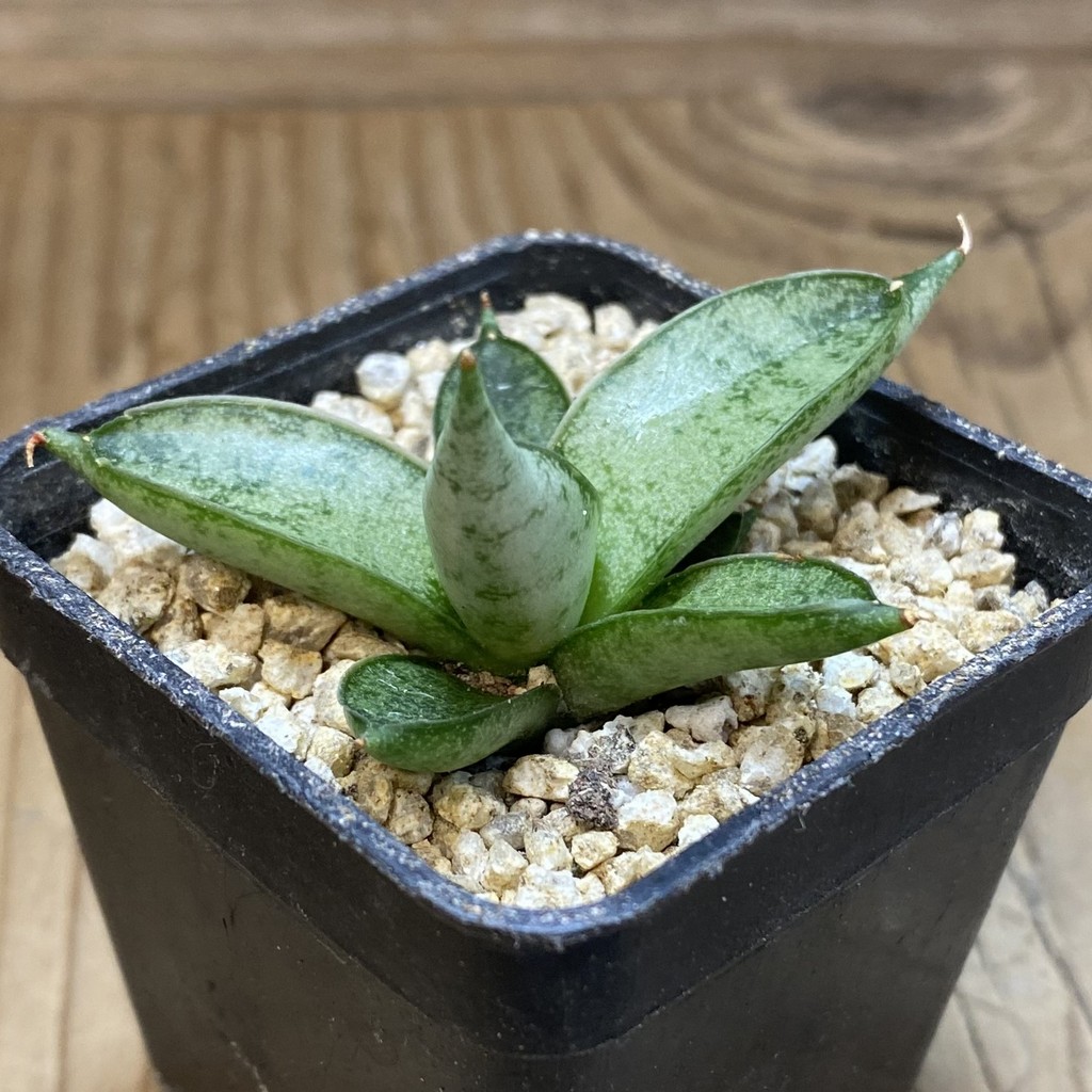 SH36631 Sansevieria 'Silver Crown' – Bild 2