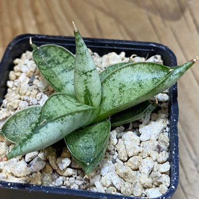 SH36632 Sansevieria 'Silver Crown'