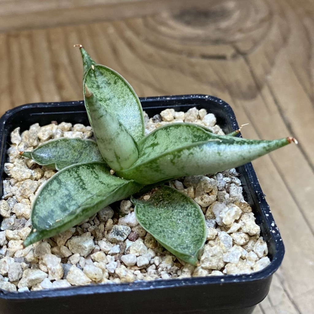 SH36632 Sansevieria 'Silver Crown' – Bild 2