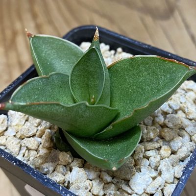SH36633 Sansevieria ‘Bonny’