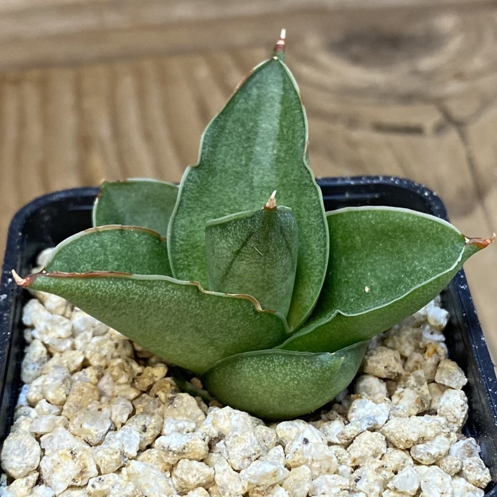 SH36633 Sansevieria ‘Bonny’ – Bild 2