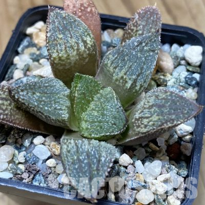 SH36613 Haworthia splendens ‘Pink Lady’ hybrid