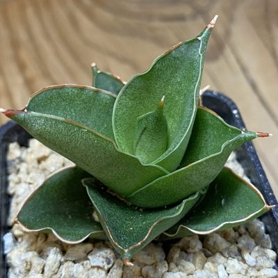 SH36634 Sansevieria ‘Bonny’