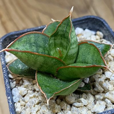 SH36635 Sansevieria 'Apollo'