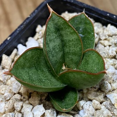 SH36636 Sansevieria 'Apollo'
