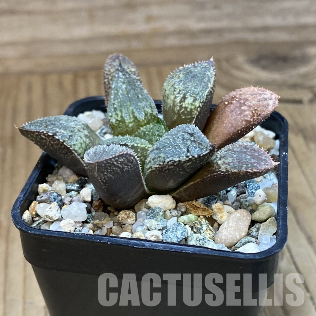 SH36613 Haworthia splendens ‘Pink Lady’ hybrid – Bild 2
