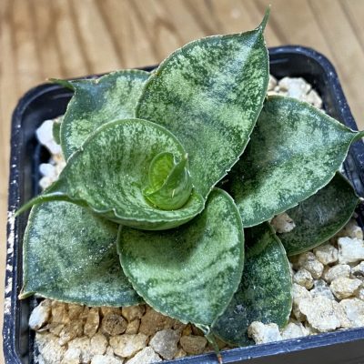 SH36637 Sansevieria 'Frozen Rose'