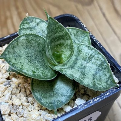 SH36638 Sansevieria 'Frozen Rose'