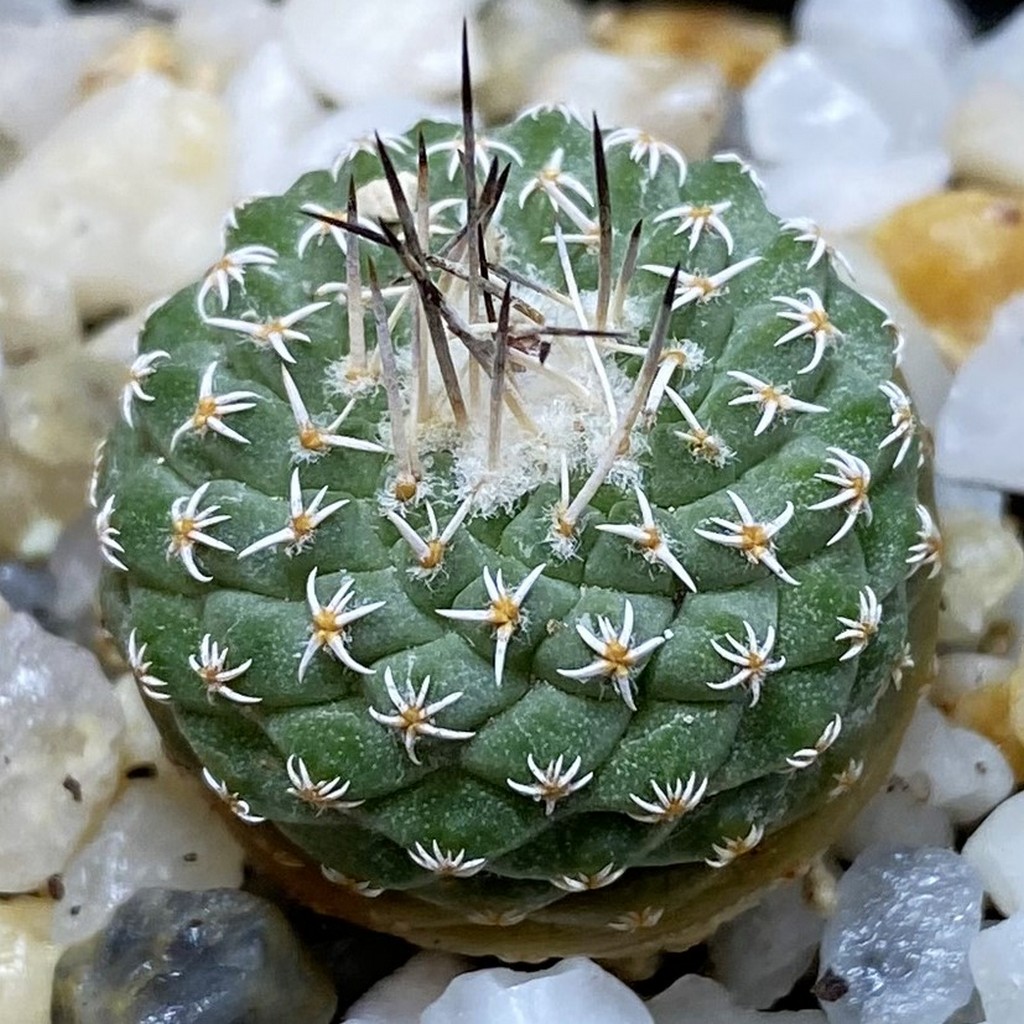 SH36639 Strombocactus pseudocorregidorae GCG 10947