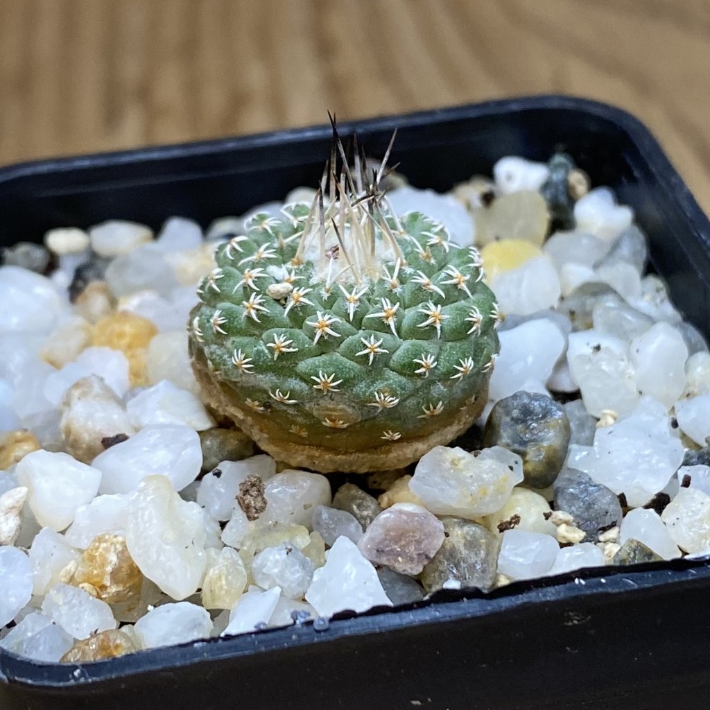 SH36639 Strombocactus pseudocorregidorae GCG 10947 – Bild 2