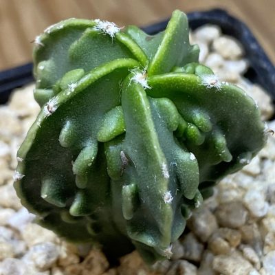 SH36642 Astrophytum myriostigma ‘Fukuryu’, seedling