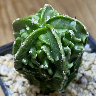 SH36643 Astrophytum myriostigma ‘Fukuryu’, seedling