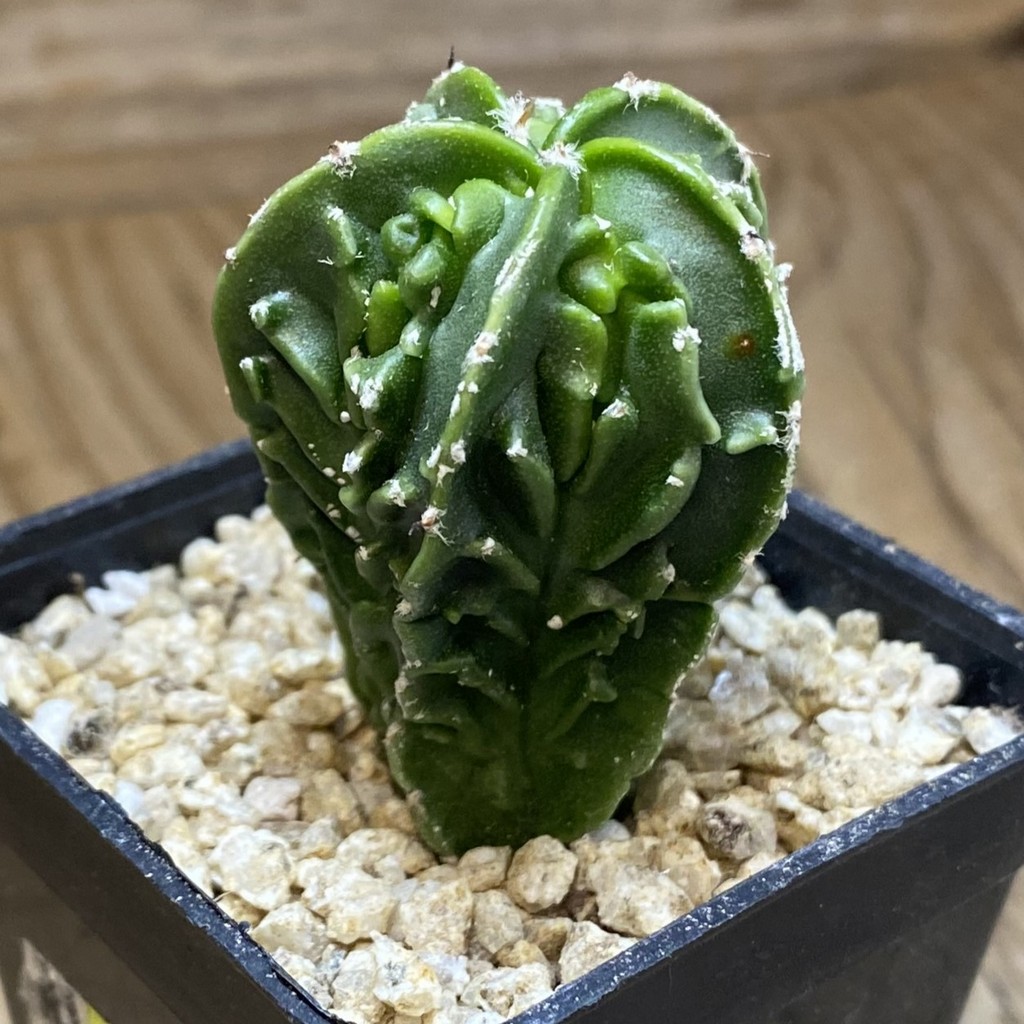 SH36643 Astrophytum myriostigma ‘Fukuryu’, seedling – Bild 2