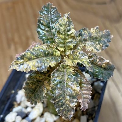 SH36722 Dorstenia hybrid f. variegata