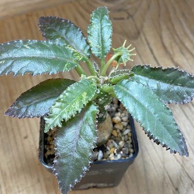 SH36723 Dorstenia hybrid f. variegata
