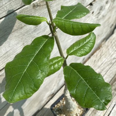 SH36696 Fockea multiflora ES 20248