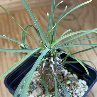 SH36724 Euphorbia gottlebei