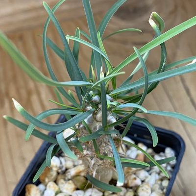 SH36725 Euphorbia gottlebei