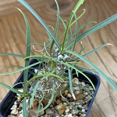 SH36726 Euphorbia gottlebei
