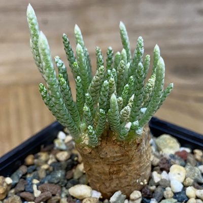 SH36729 Avonia alstonii