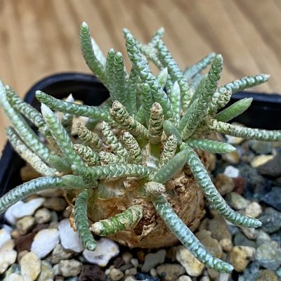 SH36730 Avonia alstonii