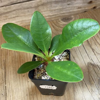 SH36732 Euphorbia ramena