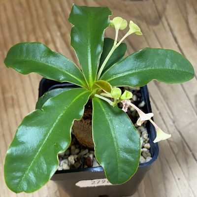 SH36733 Euphorbia ramena