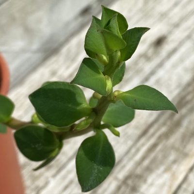 SH36697 Monadenium sp. nova aff. goetzei -Malawi-