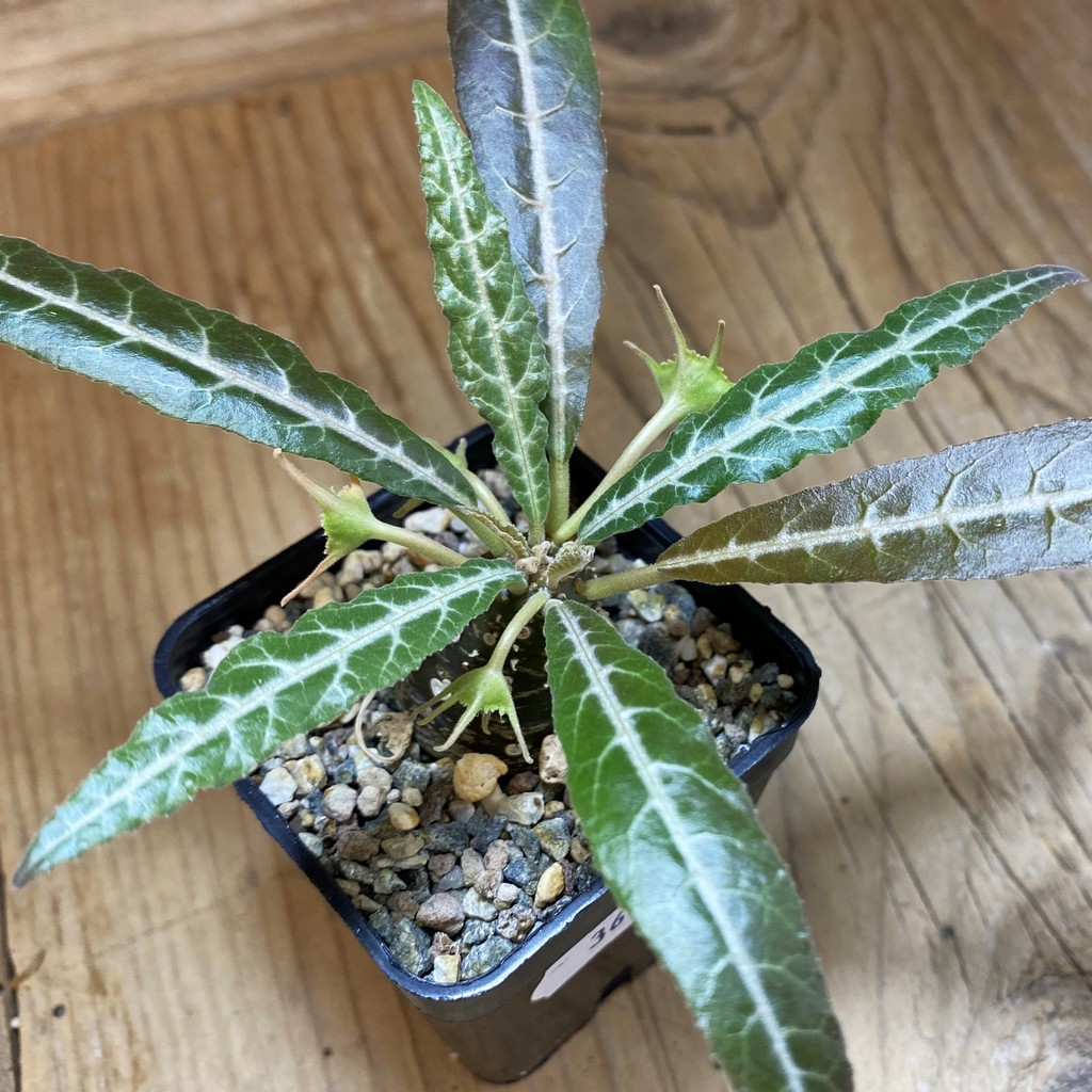 SH36734 Dorstenia lancifolia