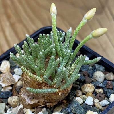 SH36737 Avonia alstonii