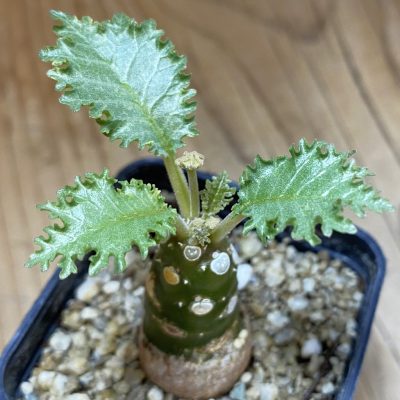 SH36739 Dorstenia horwoodii