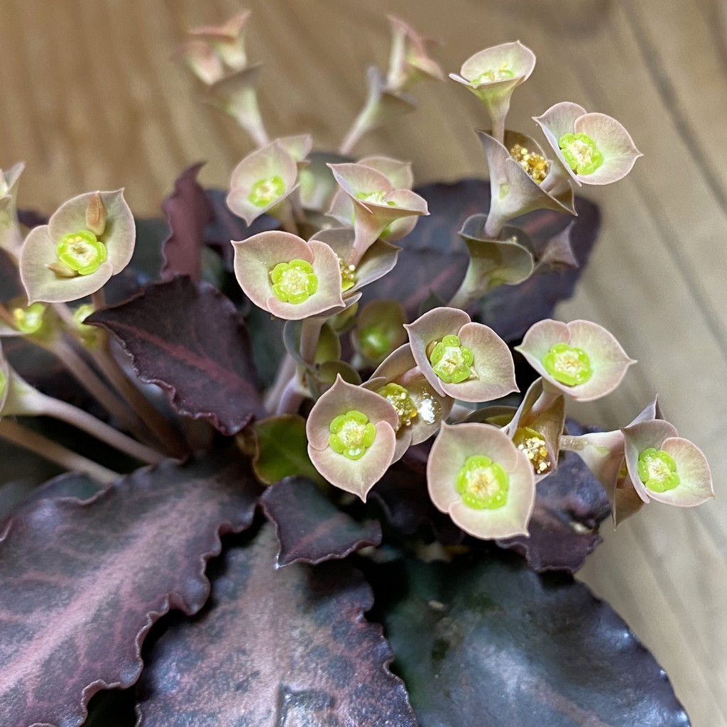 SH36740 Euphorbia francoisii hybrid