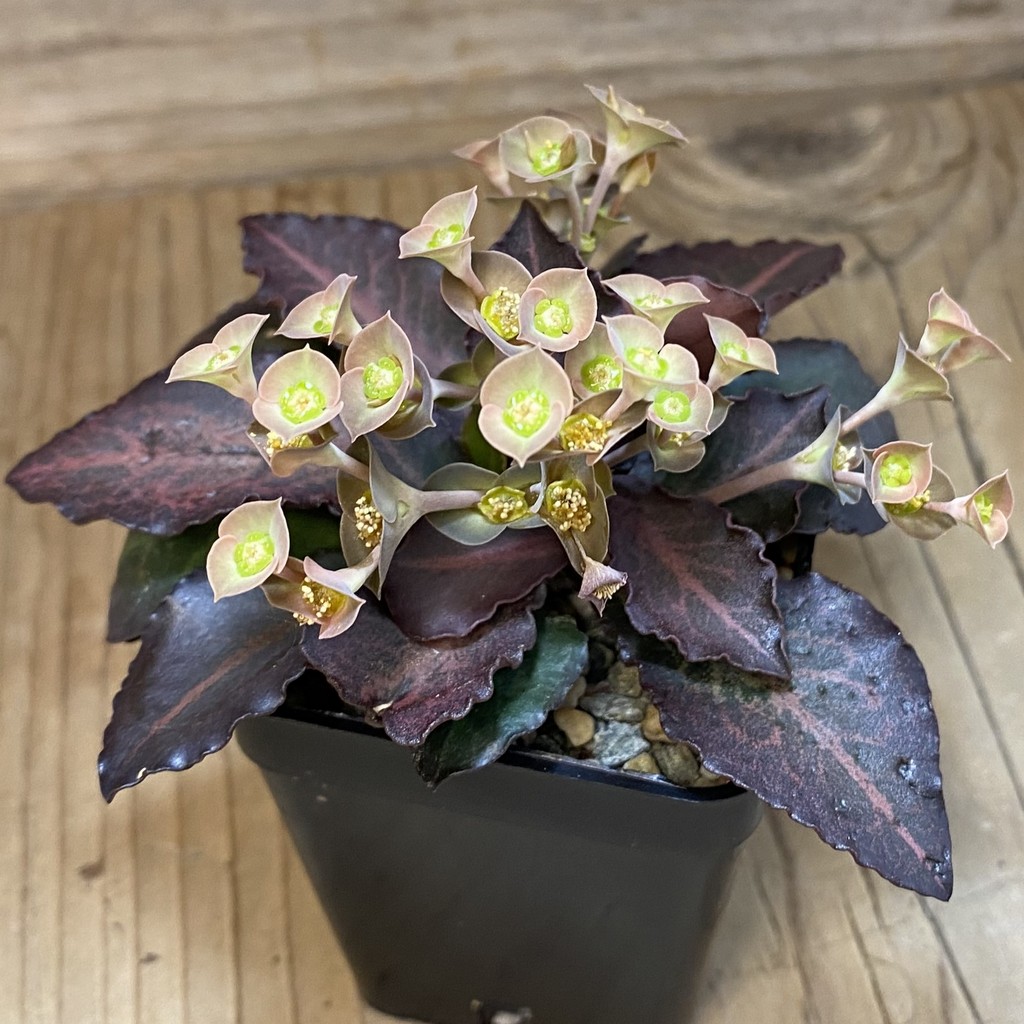 SH36740 Euphorbia francoisii hybrid – Bild 2