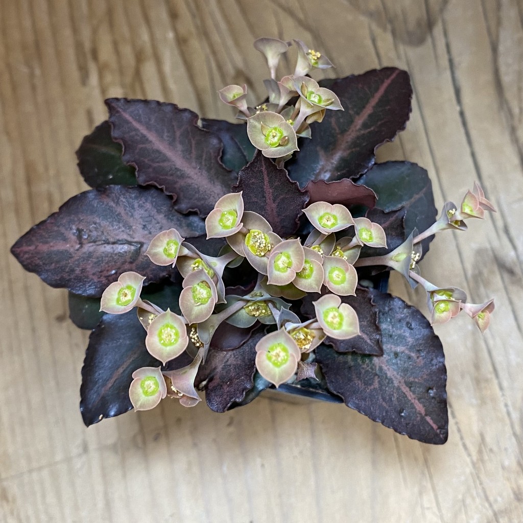 SH36740 Euphorbia francoisii hybrid – Bild 3