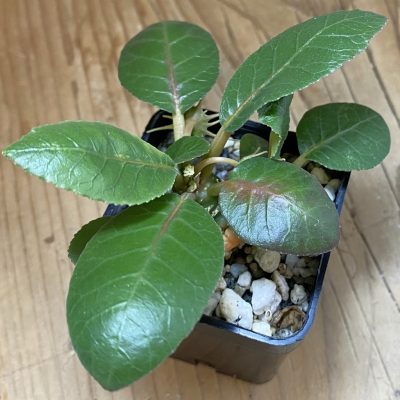 SH36741 Dorstenia foetida