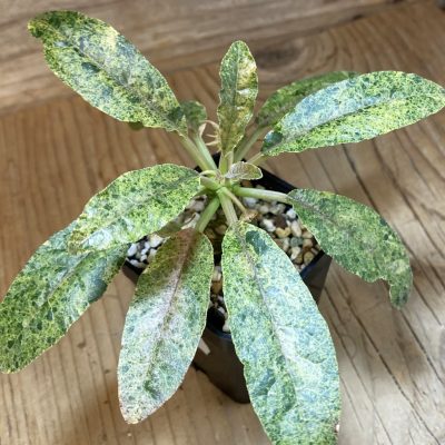 SH36742 Dorstenia hybrid f. variegata