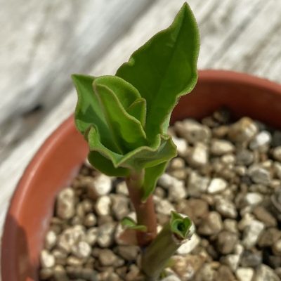 SH36698 Monadenium sp. nova aff. goetzei -Malawi-