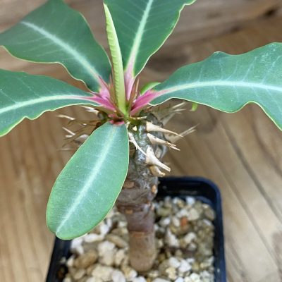 SH36743 Euphorbia viguieri